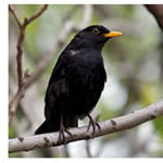 colly bird