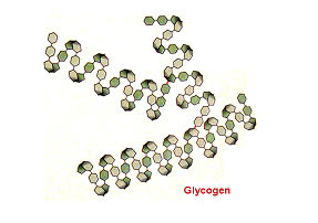glycogen