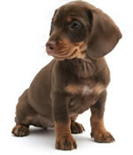 Ways to get into shape - adopt a dog