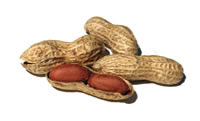 nuts